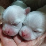 <b>보리</b>와 아가들-눈떴어요!