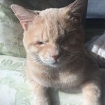 우리가족 <b>늘봄</b>이를 소개합니다~~