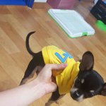 활기찬 블랙탄 치와와ㅎ