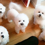 <b>키</b>150에 <b>이</b>코트 맞을까?