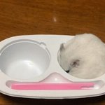 보면 키우고 싶어지는 <b>햄찌</b>
