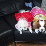 [코코<b>토끼</b>] 코코 와 <b>토끼</b>_ 명절