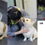 삼시세끼 사피 근황입니다. 그리고 밍키 보호자님 부탁드립니다. (추가)