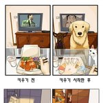 반려동물 키우기 전후 비교