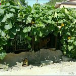 [동행세상] <b>철장</b>안의 세상이 전부였던 호박이