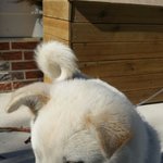 강아지(옥똘이)찾습니다. <b>후사</b> 하겠습니다. 제발..