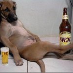 <b>팔자</b> 좋은 강아지와 고양이