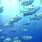 <b>코코몽</b> 투니가 나오는 사조참치 안심따개 애니메이션