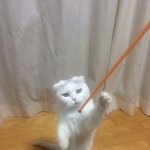 [고양이] [냥이]꾸꾸와 엘사에요