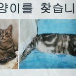 [꼭봐주세요] 전남친이 고양이를 유기했습니다 (갈현동 선정고등학교...