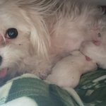 <b>보리</b>와 아가들 4 -성격이 나타나요.