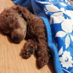 [강아지] (추가)<b>둥이</b>의 성장일기
