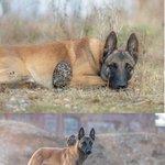 [유머판] 강아지와 <b>올빼미</b>