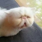 [조언부탁해] 엄마가 이번여름방학때 오빠랑 어학<b>연수</b>보낸대..