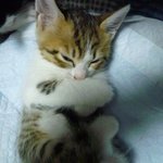 [EXO] <b>미틴</b> 지금봄