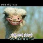 [EXO] 난<b>타조</b>다