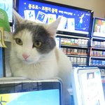 편냥이 4총사를 소개합니다~ 2탄