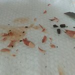 ㅅㅂ아이브로우 깍다가