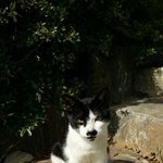 [고양이] 수상한 고나비씨