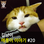 [메룽이<b>집사</b>] 길냥이 메룽이 이야기 #20