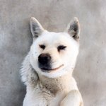 [강아지] "우리 강아지새끼는 14마리"