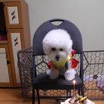 [강아지] 랑이 첫 생일.  돌잔치~^^  <b>애견</b>돌잔치