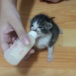 [고양이] 냥이와 오냥이에 동거생활~