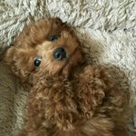 포메나 푸들 키우시는 견주분들 <b>Yo</b>~~~~~~~~~~~~~~!!!