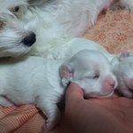 <b>보리</b>와 아가들5 - 날씨가 또 추워졌네요.