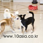 [인피니트] <b>To</b>. 두부, 누렁이, 코코