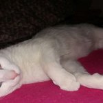 내 옆에 <b>울</b><b>집</b>고양이ㅋㅋㅋ(귀짤진짜아님)