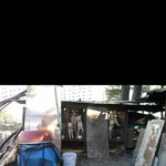 [<b>동행</b>세상] 식용을 목적으로 살아온 아이들