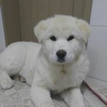 [찾아주세요] 경남 김해 지내동 풍산개찾습니다