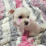 [강아지] 볼<b>터치</b>한 말티즈....우리더지좀찾아주세요