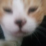 세탁소에서 <b>고양이털</b>