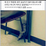 [유머판] 강의실에 <b>침입</b>한 아기냥이