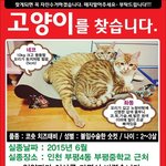 [찾아주세요] 인천 <b>부평</b> 고양이를 찾습니다.
