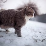 [고양이] 양이의 겨울나기-프롤로그-