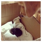 [감동주의] 어미에게 버림받은 고양이와 골든리트리버