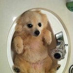 난쟁아 <b>내</b> <b>몸</b> 씻겨줘