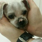 [동행세상] 쓰레기통의 뒤지며 떠돌던 마루.