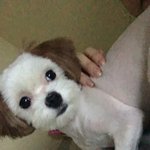 [고양이] (수정!!!)고양이가...집으로들어왓어요