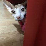 벵갈철수와 <b>스핑크스</b> 상추 동거이야기