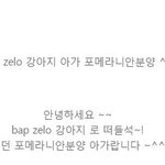 [BAP] 젤로강아지 요기서 <b>분양</b>받았나바 ㅋㅇㅋ