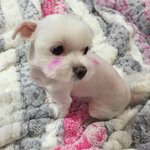 [강아지] 볼<b>터치</b>한 말티즈 더지좀찾아주세요ㅠㅠㅠ