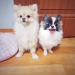 [크림일기] 바라보기만 해도 행복해지는 포메<b>슈크림</b>