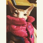 고양이2마리 <b>철수</b>상추