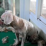 [유기견] [해피빈] <b>번식</b>장 그 컴컴한 실내에 묻혀버린 세나의 아픔들...