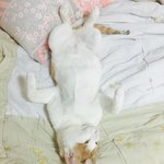 님들고양이 이거됨? (<b>자랑</b>하고 싶음)