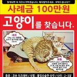 [찾아주세요] 사례금100만원 고양이를 찾습니다.